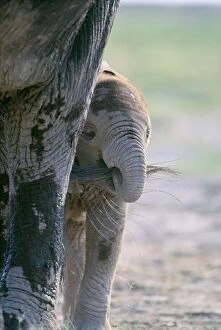 Asian / Indian Elphant - with calf