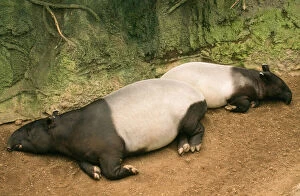 Images Dated 1st September 2010: Asian / Malayan Tapir - lying down with baby