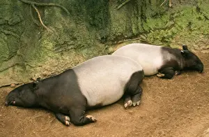 Sleeping Prints: Asian / Malayan Tapir - lying down with baby - Burma and Thailand south to Malaya and Sumatra