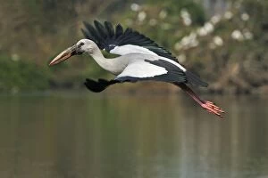 Asian Openbill Stork in flight