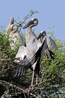 Openbill Prints: Asian Openbills. Keoladeo Ghana N. P. Bharatpur, Rajasthan India