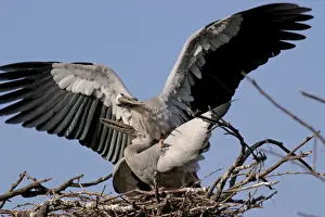 Openbill Prints: Asian Openbills - mating - Keoladeo Ghana National Park Rajasthan