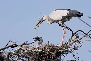 Images Dated 31st August 2005: Asian Openbills on nest and bringing nesting material
