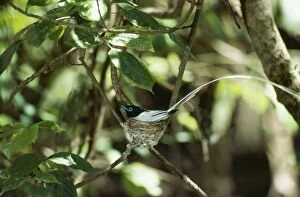 Asian Paradise Flycatcher - male