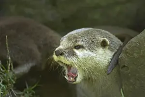 Asian Short Clawed Otter - Calling Amblonyx cinerea Otter Trust Suffolk, UK MA001421