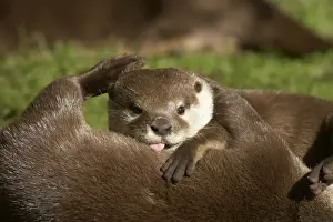 Asian Short Clawed Otter - Playfighting Amblonyx cinerea Otter Trust Suffolk, UK MA001428
