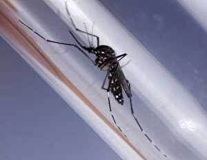 Aedes Gallery: Asian Tiger Mosquito - Femelle in a test tube