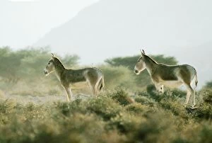 Images Dated 3rd April 2006: Asian Wild Ass / Asiatic Wild Ass / Kulan / onager / khur / dzigettai - desert scrub habitat