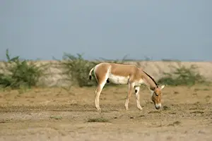 Asian Wild Ass / Asiatic Wild Ass / Kulan / onager / khur / dzigettai - grazing. Little Rann of Kutch, Gujarat, India