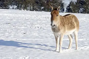 Asian Wild Ass/ Onagar - in snow - Whipsnade Wild Animal Park