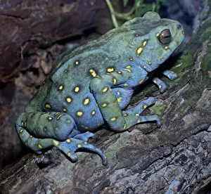 Borneo Prints: Asian Yellow-Spotted Climbing Toad - Borneo