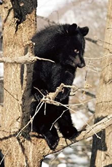Images Dated 20th October 2010: Asiatic Balck Bear - perched in a tree - Japan