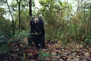 Images Dated 24th September 2007: Asiatic Black Bear