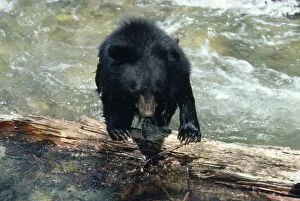 Images Dated 24th September 2007: Asiatic Black Bear