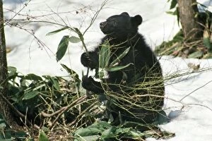 Images Dated 24th September 2007: Asiatic Black Bear