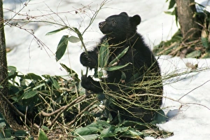 Images Dated 24th September 2007: Asiatic Black Bear