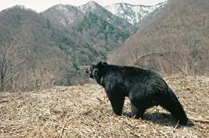 Asiatic Black Bear