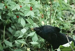 Images Dated 1st July 2004: Asiatic Black Bear / Japanese Black Bear Japanese sub species, eating