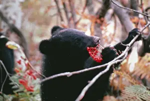 Asiatic Black Bear / Japanese Black Bear Japanese sub species, eating