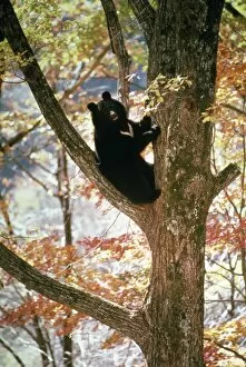 Images Dated 24th September 2007: Asiatic Black Bear - Japanese sub species