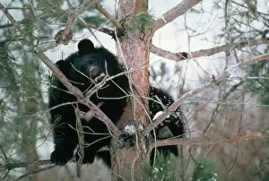 Images Dated 24th September 2007: Asiatic Black Bear - Japanese sub species