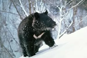 Images Dated 27th September 2007: Asiatic Black Bear - Japanese sub species