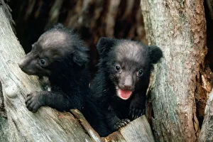 Images Dated 24th September 2007: Asiatic Black Bear - Japanese sub species