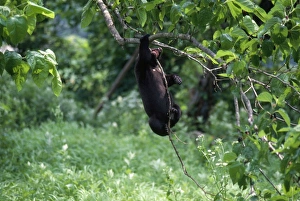 Images Dated 24th September 2007: Asiatic Black Bear - Japanese sub species