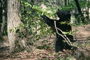Images Dated 21st September 2007: Asiatic Black Bear - Japanese sub species