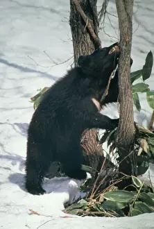 Asiatic Black Bear MI 43 Selenarctos thibetanus japonicus © Masahiro Iijima / ARDEA LONDON