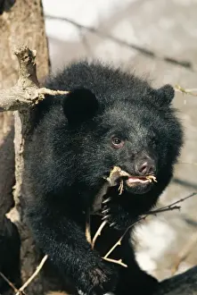 Asiatic Black Bear MI 648 Selenarctos thibetanus japonicus © Masahiro Iijima / ARDEA LONDON