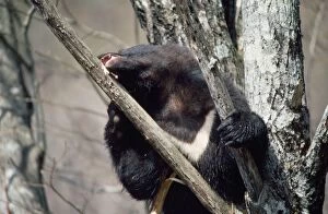 Asiatic Black bear - in tree eating bark