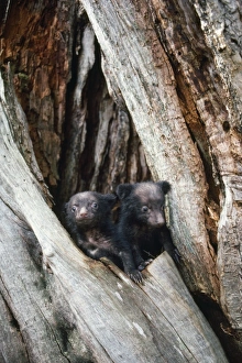 Images Dated 27th September 2007: Asiatic Black Bear - young. Japanese sub species