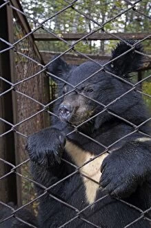 Asiatic Gallery: Asiatic Black / Moon Bear - behind fence