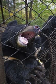 Biting Gallery: Asiatic Black / Moon Bear - with mouth open - behind fence