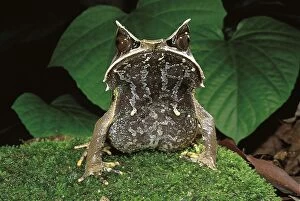 Asiatic Gallery: Asiatic Horned Toad - lives on the forest floor