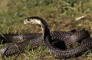 Cobras Prints: Asiatic / Indian Cobra