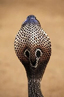 Images Dated 25th July 2011: Asiatic / Indian Cobra - close-up of back of head