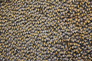 Images Dated 7th January 2009: Asiatic / Indian Honeybee - mass - Keoladeo Ghana National Park - Bharatpur - Rajasthan - India
