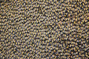 Communities Prints: Asiatic / Indian Honeybee - mass - Keoladeo Ghana National Park - Bharatpur - Rajasthan - India IN000769