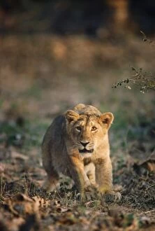 Images Dated 8th August 2007: Asiatic / Indian Lion Gujarat, India
