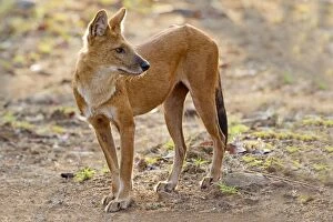 Asiatic Gallery: Asiatic / Indian Wild Dog