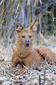 Images Dated 26th April 2014: Asiatic / Indian Wild Dog