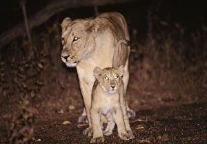 Images Dated 14th January 2005: Asiatic Lion Gir National Park, Guiarat, India