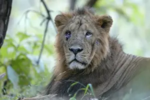 Injured Prints: Asiatic Lion - with injured eye & face Sasan Gir NP, Gujarat, India