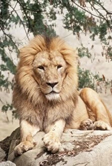 Asiatic Gallery: Asiatic Lion - Male. Endangered, Only 250 remain