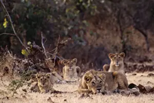 Pride Prints: Asiatic Lion Pride. Gir National Park, India