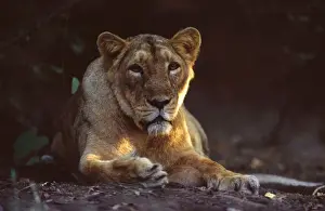 Asiatic Lioness Gir Forest, Gujarat, India