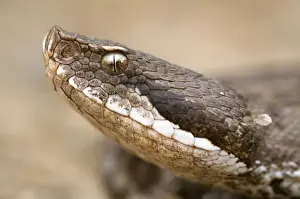 Asp Viper - close-up - Central Italy