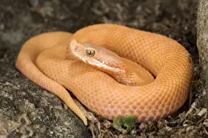 Dangerous Prints: Asp Viper - newborn xanthocroic asp viper - Central Italy